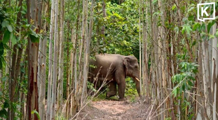 wild_headline_0 Lost wild elephant driven back towards Thap Lan National Park