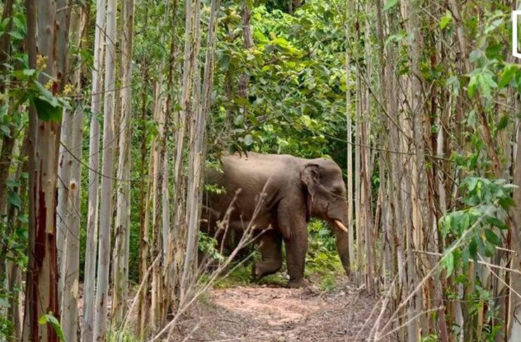 Lost wild elephant driven back towards Thap Lan National Park Lost wild elephant driven back towards Thap Lan National Park