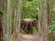 Lost wild elephant driven back towards Thap Lan National Park Lost wild elephant driven back towards Thap Lan National Park