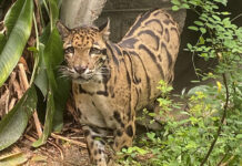 Clouded Leopard “Nong Yan” highlights Khao Kheow Zoo’s global conservation success Clouded Leopard “Nong Yan” highlights Khao Kheow Zoo’s global conservation success