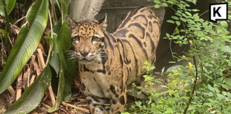 Clouded Leopard “Nong Yan” highlights Khao Kheow Zoo’s global conservation success Clouded Leopard “Nong Yan” highlights Khao Kheow Zoo’s global conservation success