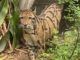 Clouded Leopard “Nong Yan” highlights Khao Kheow Zoo’s global conservation success Clouded Leopard “Nong Yan” highlights Khao Kheow Zoo’s global conservation success