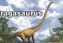 Thailand names new long-necked dinosaur from Kalasin