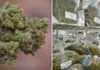 Indonesia arrests 12 over 3.37 tonnes of cannabis from Thailand