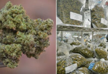 Indonesia arrests 12 over 3.37 tonnes of cannabis from Thailand