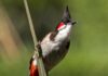 Thailand to remove red-whiskered bulbul from protected wildlife list to promote breeding industry