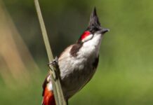 Thailand to remove red-whiskered bulbul from protected wildlife list to promote breeding industry