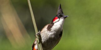 Thailand to remove red-whiskered bulbul from protected wildlife list to promote breeding industry