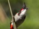 Thailand to remove red-whiskered bulbul from protected wildlife list to promote breeding industry PAAAAA1BMVEWurq51dlI4AAAAAXRSTlMmkutdmwAAAA5JREFUKM9jGAWjYJABAAKUAAHoEAeuAAAAAElFTkSuQmCC