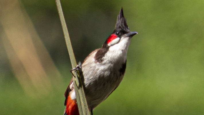 Thailand to remove red-whiskered bulbul from protected wildlife list to promote breeding industry