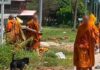 8 monks killed, 13 injured after pickup truck ploughs into pilgrimage in Mukdahan