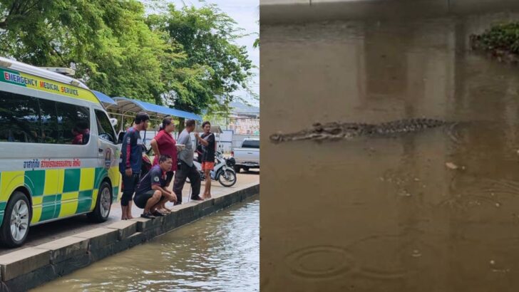 Student admits creating AI crocodile photo that sparked school panic