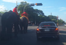 Ayutthaya elephants win praise for waiting at red light