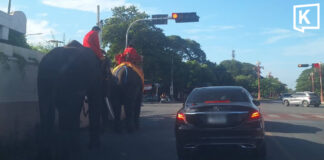 Ayutthaya elephants win praise for waiting at red light