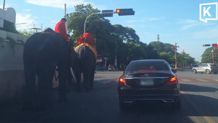 Ayutthaya elephants win praise for waiting at red light