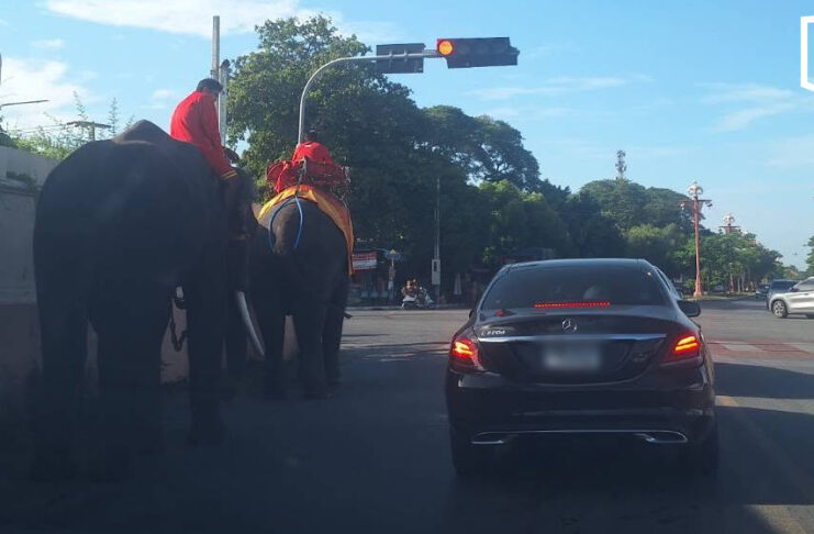 Ayutthaya elephants win praise for waiting at red light