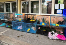 Bangkok seeks adopters for cats rescued from fatal house fire Bangkok seeks adopters for cats rescued from fatal house fire