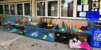 Bangkok seeks adopters for cats rescued from fatal house fire Bangkok seeks adopters for cats rescued from fatal house fire