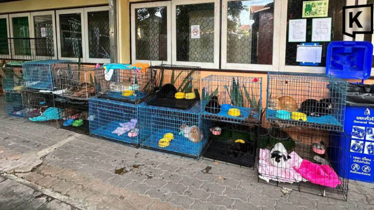 Bangkok seeks adopters for cats rescued from fatal house fire