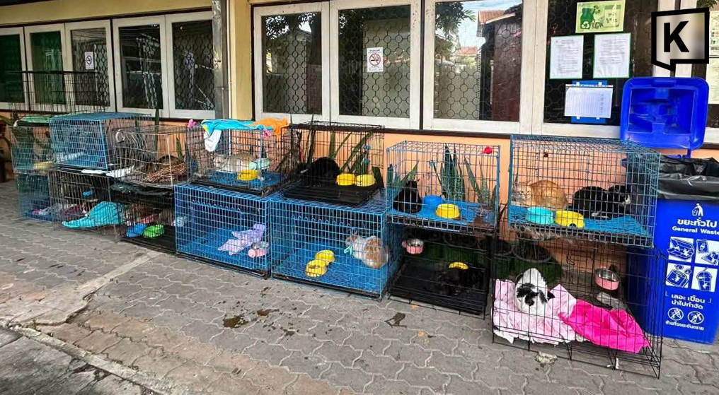 Adoption : 17 chats à accueillir après un incendie à Bangkok