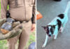 Dog mistakes live grenade for toy, carries it into family home Dog mistakes live grenade for toy, carries it into family home