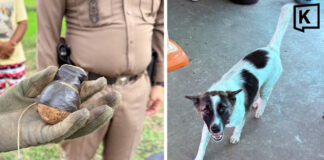 Dog mistakes live grenade for toy, carries it into family home Dog mistakes live grenade for toy, carries it into family home