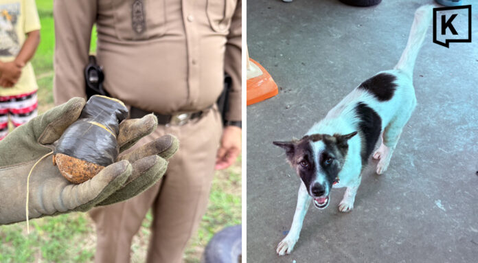 Dog mistakes live grenade for toy, carries it into family home