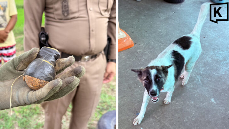 Dog mistakes live grenade for toy, carries it into family home
