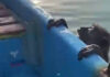 Fisherman rescues exhausted monkey found swimming at sea Fisherman rescues exhausted monkey found swimming at sea