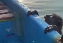 Fisherman rescues exhausted monkey found swimming at sea Fisherman rescues exhausted monkey found swimming at sea
