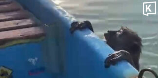 Fisherman rescues exhausted monkey found swimming at sea Fisherman rescues exhausted monkey found swimming at sea