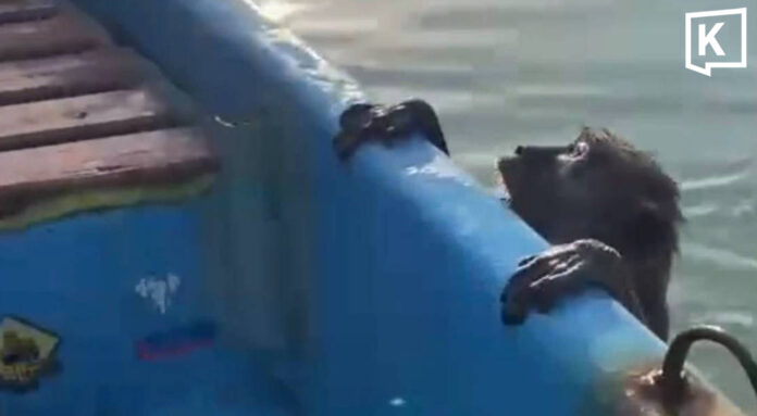Fisherman rescues exhausted monkey found swimming at sea Fisherman rescues exhausted monkey found swimming at sea