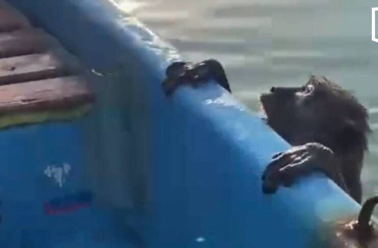 Fisherman rescues exhausted monkey found swimming at sea Fisherman rescues exhausted monkey found swimming at sea