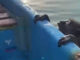 Fisherman rescues exhausted monkey found swimming at sea Fisherman rescues exhausted monkey found swimming at sea