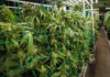Health Ministry tightens cannabis farm inspections nationwide Health Ministry tightens cannabis farm inspections nationwide