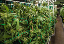Health Ministry tightens cannabis farm inspections nationwide Health Ministry tightens cannabis farm inspections nationwide