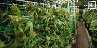 Health Ministry tightens cannabis farm inspections nationwide Health Ministry tightens cannabis farm inspections nationwide
