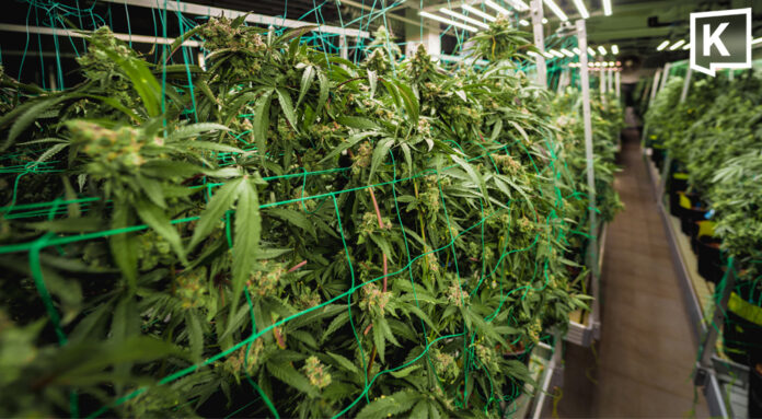 Health Ministry tightens cannabis farm inspections nationwide w Health Ministry tightens cannabis farm inspections nationwide