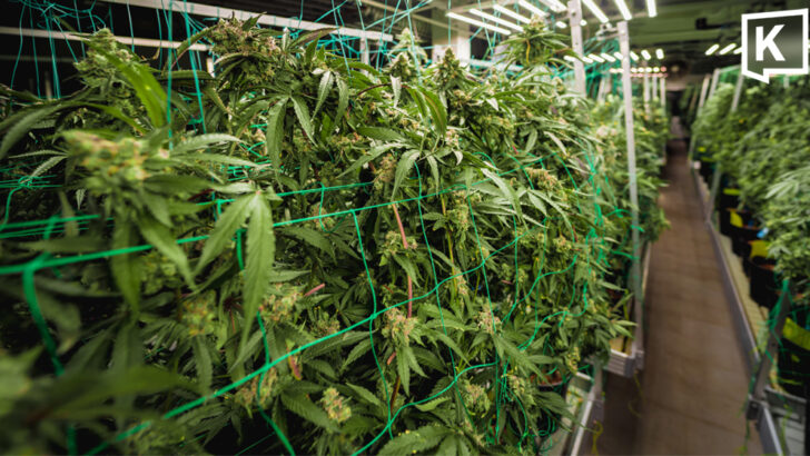 Health Ministry tightens cannabis farm inspections nationwide