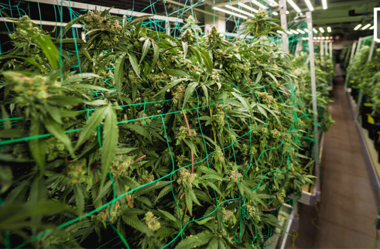 Health Ministry tightens cannabis farm inspections nationwide Health Ministry tightens cannabis farm inspections nationwide
