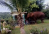 Wild elephant Plai Duan wanders out of Khao Yai Park again
