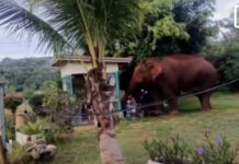 Wild elephant Plai Duan wanders out of Khao Yai Park again