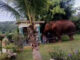 Wild elephant Plai Duan wanders out of Khao Yai Park again PAAAAA1BMVEWurq51dlI4AAAAAXRSTlMmkutdmwAAAA5JREFUKM9jGAWjYJABAAKUAAHoEAeuAAAAAElFTkSuQmCC