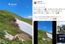 Thai travel influencer sparks outrage in Japan after rolling on protected mountain flowers