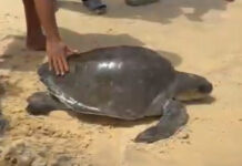 Lifeguards rescue sea turtle tangled in net on Karon Beach Lifeguards rescue sea turtle tangled in net on Karon Beach