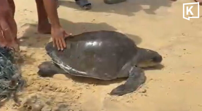 Lifeguards rescue sea turtle tangled in net on Karon Beach