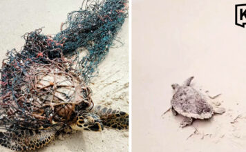 Man rescues sea turtle tangled in net at Phuket beach Man rescues sea turtle tangled in net at Phuket beach