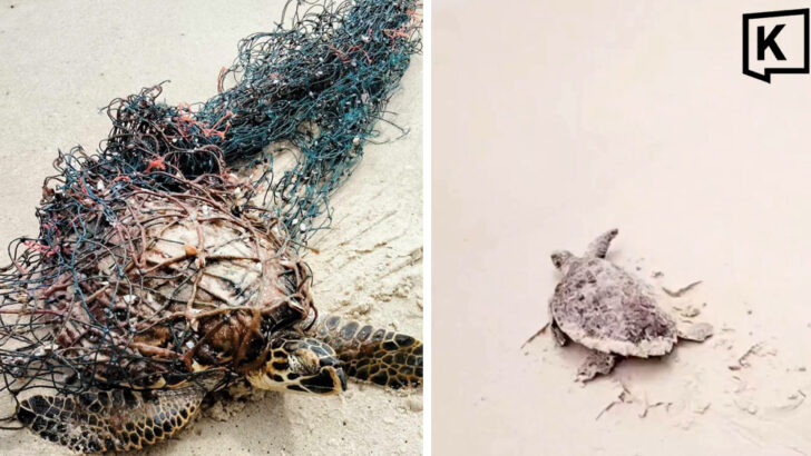 Man rescues sea turtle tangled in net at Phuket beach