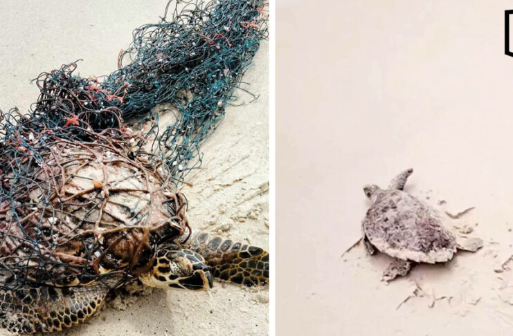 Man rescues sea turtle tangled in net at Phuket beach Man rescues sea turtle tangled in net at Phuket beach