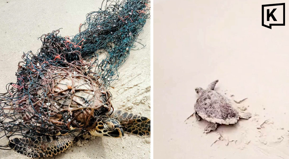 Sauvetage d'une tortue marine à Layan Beach